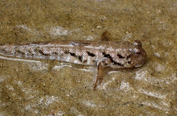 Mudskipper - a fish that goes on land